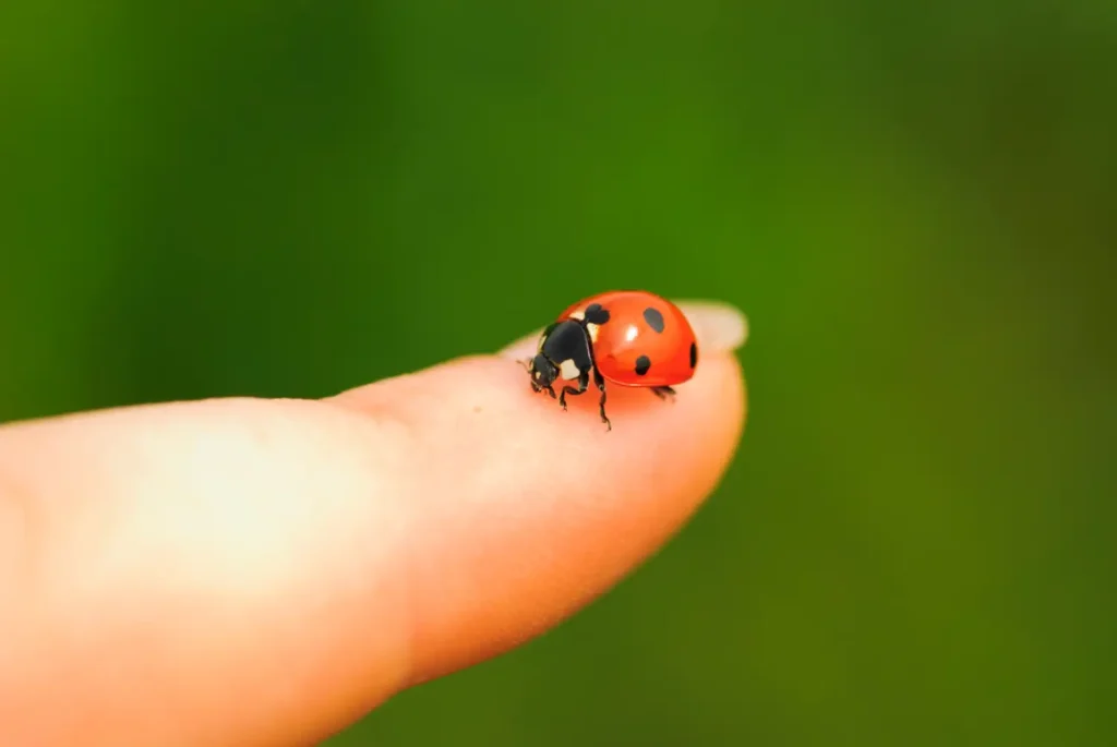 Ladybug landing on different body parts and their meanings