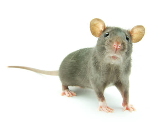 What Does It Mean When You Dream About a Mouse Or Rat